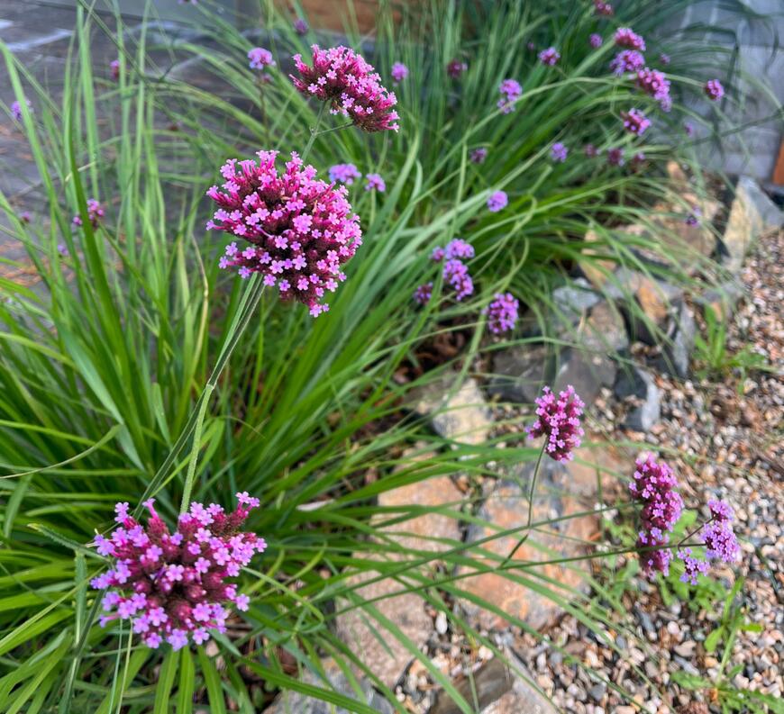 verbena bonariensis