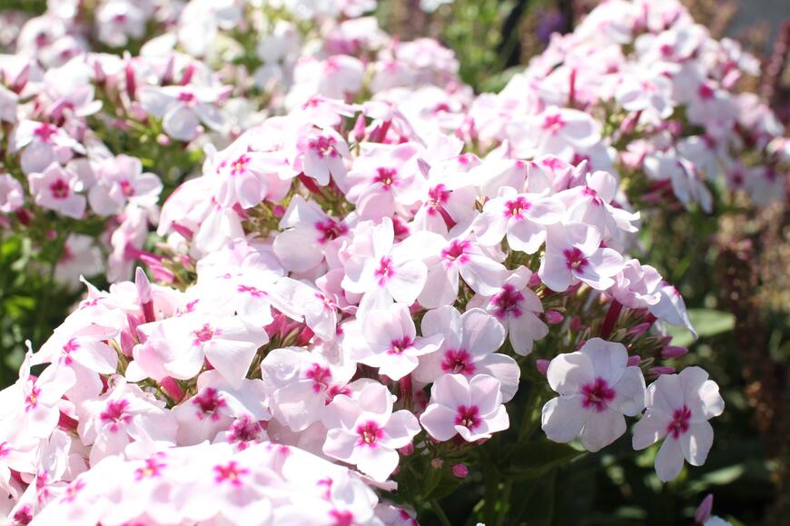 Phlox paniculata 'Flame White Eye'