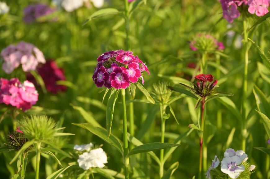 Dianthus barbatus 'Bodestolz Mix'