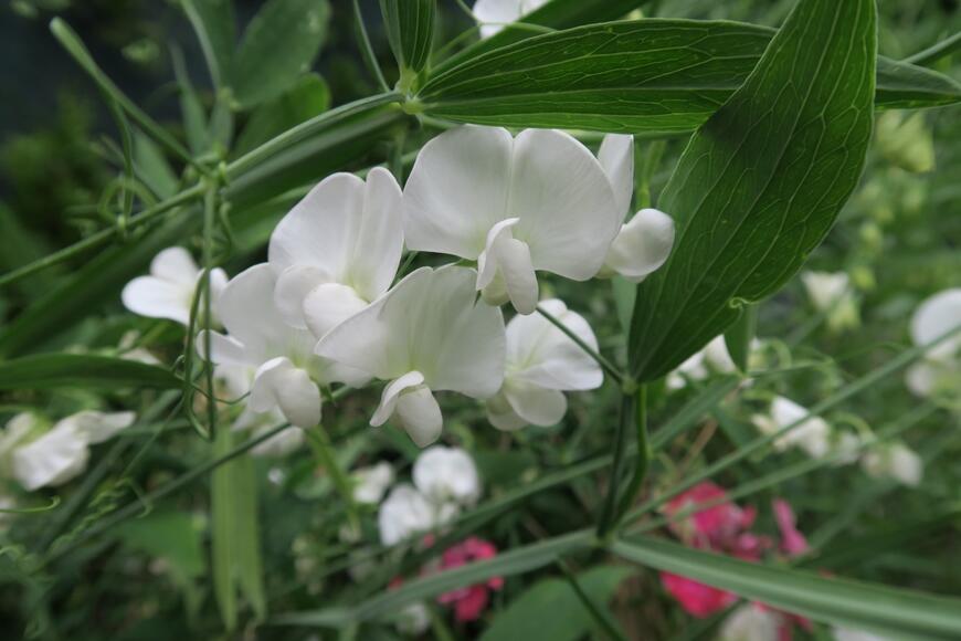 Lathyrus latifolius 'Weiß' (2)