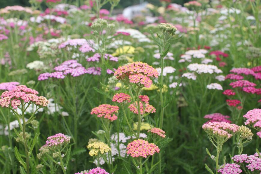 Achillea millefolium 'Summer Pastels' (1)