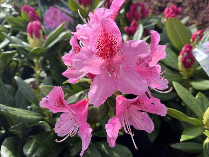 Pěnišník 'Cosmopolitan' - Rhododendron (Y) 'Cosmopolitan'
