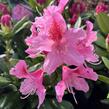 Pěnišník 'Cosmopolitan' - Rhododendron (Y) 'Cosmopolitan'
