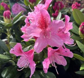 Pěnišník 'Cosmopolitan' - Rhododendron (Y) 'Cosmopolitan'