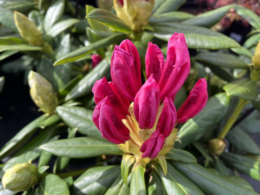 Pěnišník 'Cosmopolitan' - Rhododendron (Y) 'Cosmopolitan'