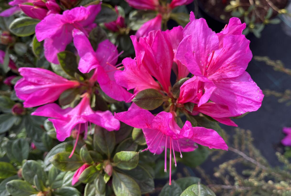 Azalka japonská 'Bloom Champion Purple' - Azalea japonica 'Bloom Champion Purple'