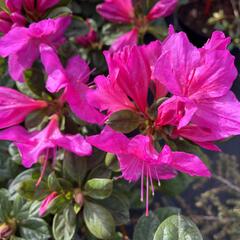 Azalka japonská 'Bloom Champion Lila' - Azalea japonica 'Bloom Champion Lila'