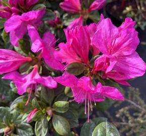 Azalka japonská 'Bloom Champion Lila' - Azalea japonica 'Bloom Champion Lila'