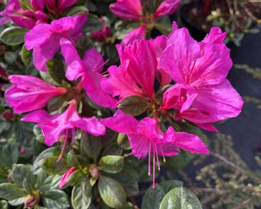 Azalka japonská 'Bloom Champion Purple'