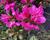 Azalka japonská 'Bloom Champion Purple'