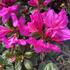 Azalea japonica 'Bloom Champion Lila'_02