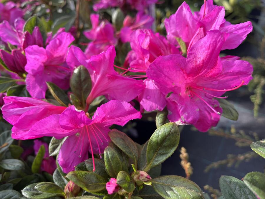 Azalka japonská 'Bloom Champion Lila' - Azalea japonica 'Bloom Champion Lila'