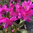 Azalka japonská 'Bloom Champion Lila' - Azalea japonica 'Bloom Champion Lila'
