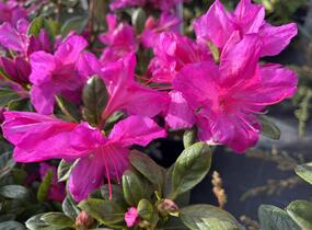 Azalka japonská 'Bloom Champion Purple' - Azalea japonica 'Bloom Champion Purple'