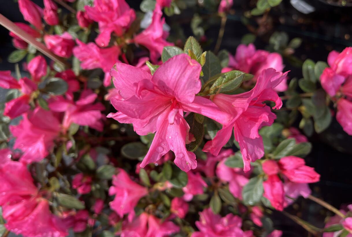 Azalka japonská 'Bloom Champion Pink' - Azalea japonica 'Bloom Champion Pink'