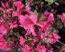 Azalka japonská 'Bloom Champion Pink'