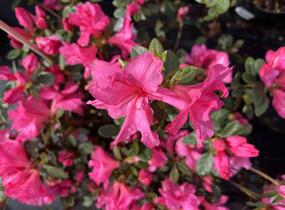 Azalka japonská 'Bloom Champion Pink' - Azalea japonica 'Bloom Champion Pink'