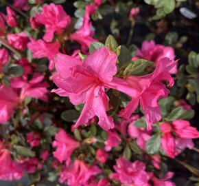 Azalka japonská 'Bloom Champion Roze' - Azalea japonica 'Bloom Champion Roze'