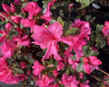 Azalka japonská 'Bloom Champion Pink'