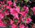 Azalka japonská 'Bloom Champion Pink'