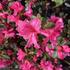 Azalea japonica 'Bloom Champion Roze'_02