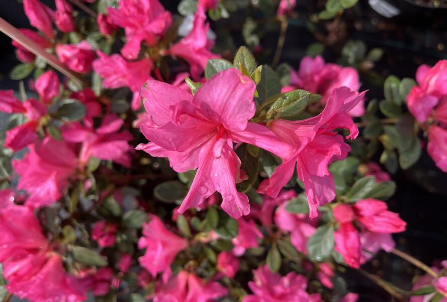 Azalka japonská 'Bloom Champion Pink' - Azalea japonica 'Bloom Champion Pink'