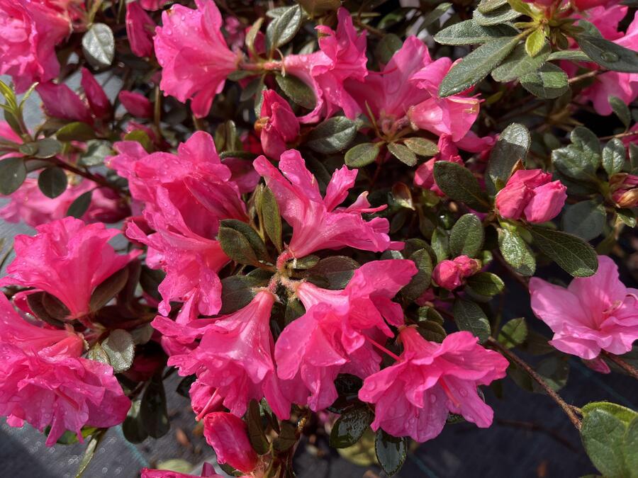 Azalka japonská 'Bloom Champion Roze' - Azalea japonica 'Bloom Champion Roze'