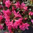 Azalka japonská 'Bloom Champion Roze' - Azalea japonica 'Bloom Champion Roze'