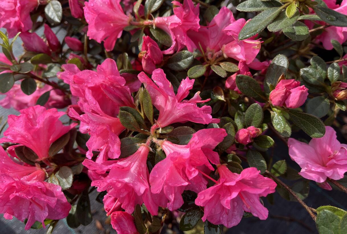 Azalka japonská 'Bloom Champion Pink' - Azalea japonica 'Bloom Champion Pink'