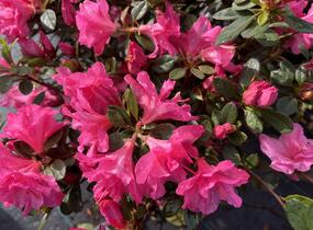 Azalka japonská 'Bloom Champion Pink' - Azalea japonica 'Bloom Champion Pink'