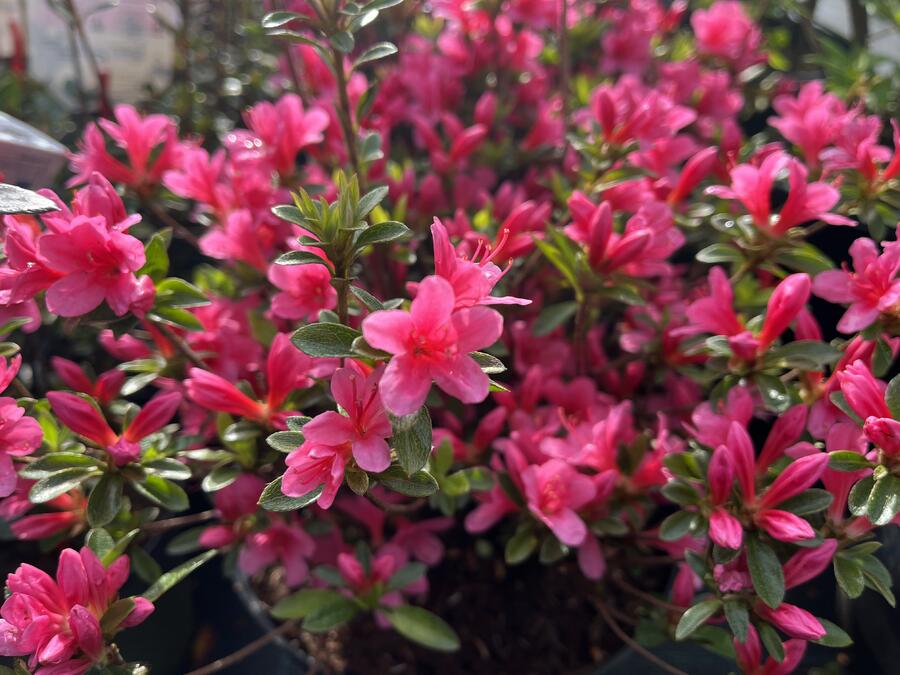 Azalka japonská 'Silvester' - Azalea japonica 'Silvester'