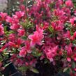 Azalka japonská 'Silvester' - Azalea japonica 'Silvester'