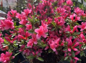 Azalka japonská 'Silvester' - Azalea japonica 'Silvester'