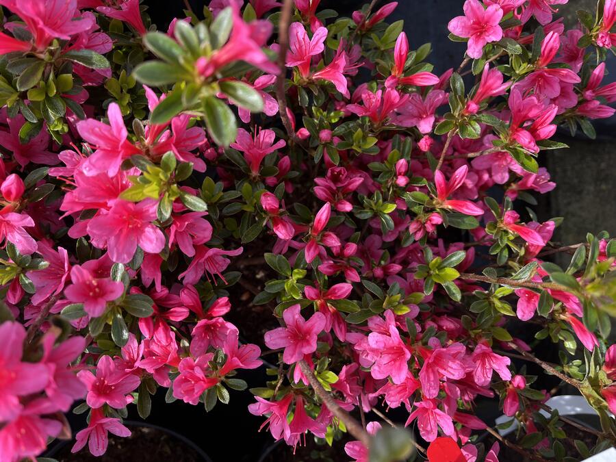 Azalka japonská 'Silvester' - Azalea japonica 'Silvester'