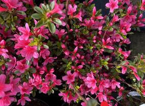 Azalka japonská 'Silvester' - Azalea japonica 'Silvester'