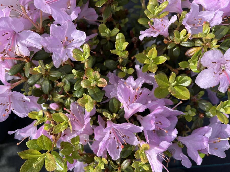 Pěnišník 'Snipe' - Rhododendron 'Snipe'