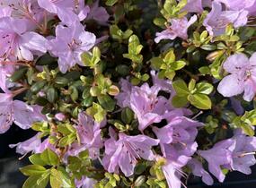 Pěnišník 'Snipe' - Rhododendron 'Snipe'