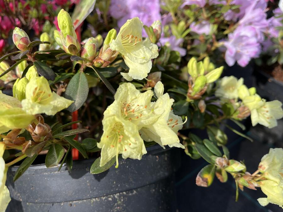 Pěnišník 'Princess Anne' - Rhododendron hanceanum 'Princess Anne'