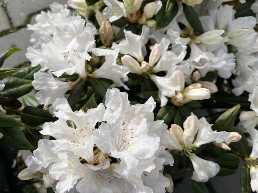Pěnišník 'Dora Amateis' - Rhododendron (Y) 'Dora Amateis'