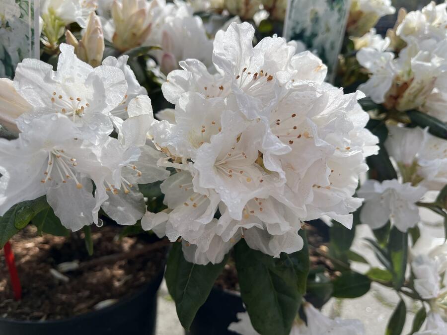 Pěnišník 'Dora Amateis' - Rhododendron (Y) 'Dora Amateis'