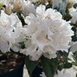 Pěnišník 'Dora Amateis' - Rhododendron (Y) 'Dora Amateis'