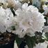 Rhododendron (Y) ''Dora Amateis''_02
