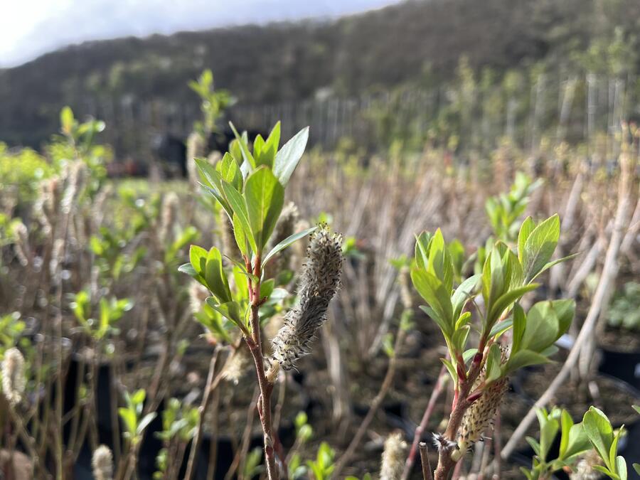 Vrba štíhlopestíková 'Red Cats' - Salix gracilistyla 'Red Cats'