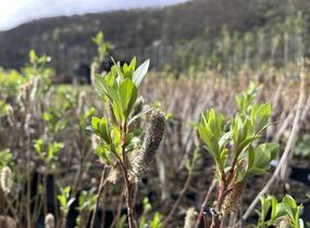 Vrba štíhlopestíkatá 'Red Cats' - Salix gracilistyla 'Red Cats'