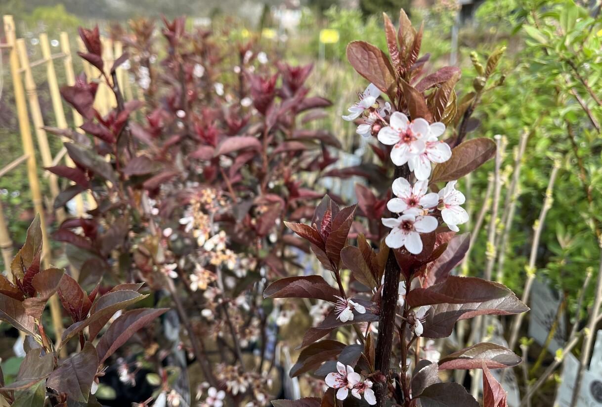Myrobalán cistena - Prunus cistena