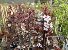 Myrobalán cistena - Prunus cistena