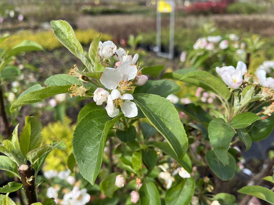 Jabloň okrasná 'Red Sentinel' - Malus 'Red Sentinel'