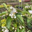 Jabloň okrasná 'Red Sentinel' - Malus 'Red Sentinel'
