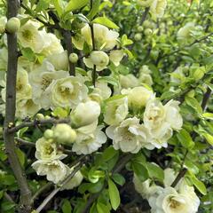 Kdoulovec lahvicovitý 'Yukigoten' - Chaenomeles speciosa 'Yukigoten'