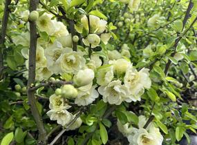 Kdoulovec lahvicovitý 'Yukigoten' - Chaenomeles speciosa 'Yukigoten'